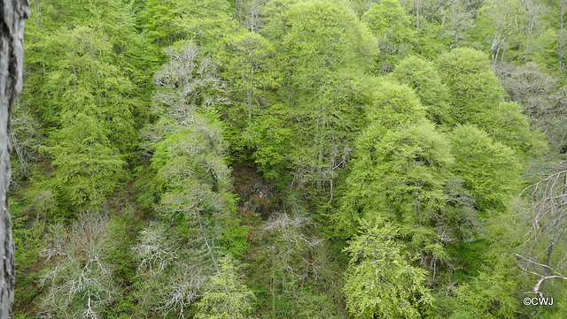 Views along the edge of the River Findhorn from the Sluie Walks' Loops on the Earl of Moray's Estate.