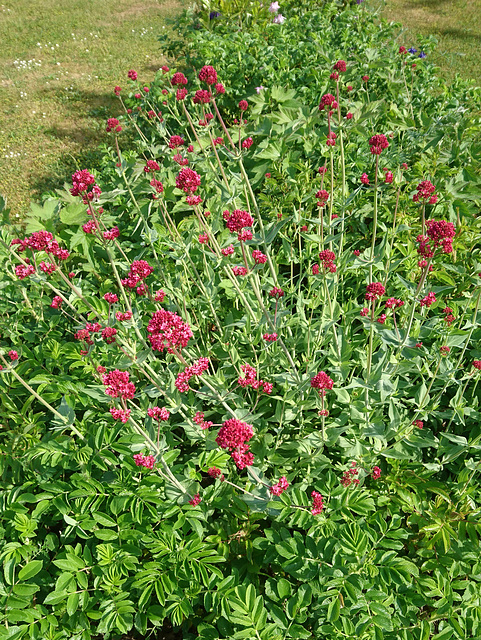 Rote Spornblume