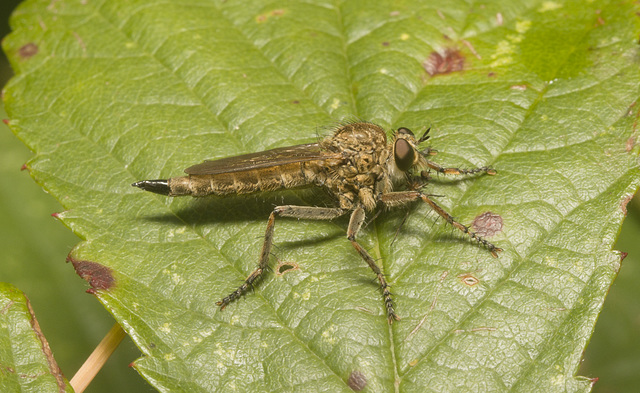 IMG 0913 Robber Fly