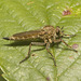 IMG 0913 Robber Fly