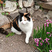 Kirchenkatze