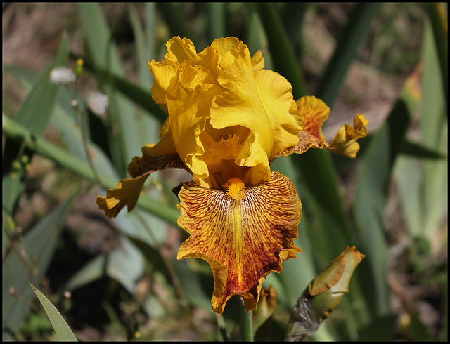 Iris Ruée vers l'Or (2)