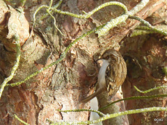 In size, somewhere between a field mouse and a wren, treecreepers look a little like mice scuttling up trees systematically from base of trunk to treetop, searching crevices for insects.