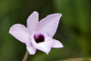 Orchidee (Wilhelma)