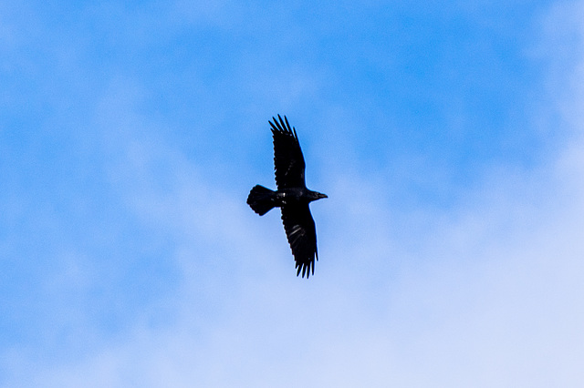 Raven overhead