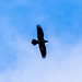 Raven overhead