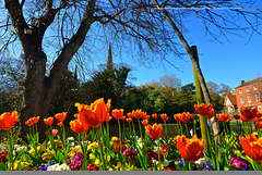 Spring blooms