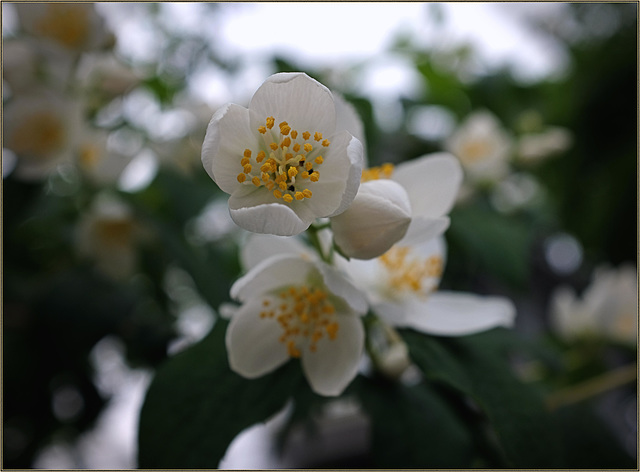 A neighbour's mock orange