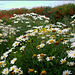 Shasta daisies and montbretia at St Agnes Head