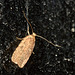 Moth IMG_0912