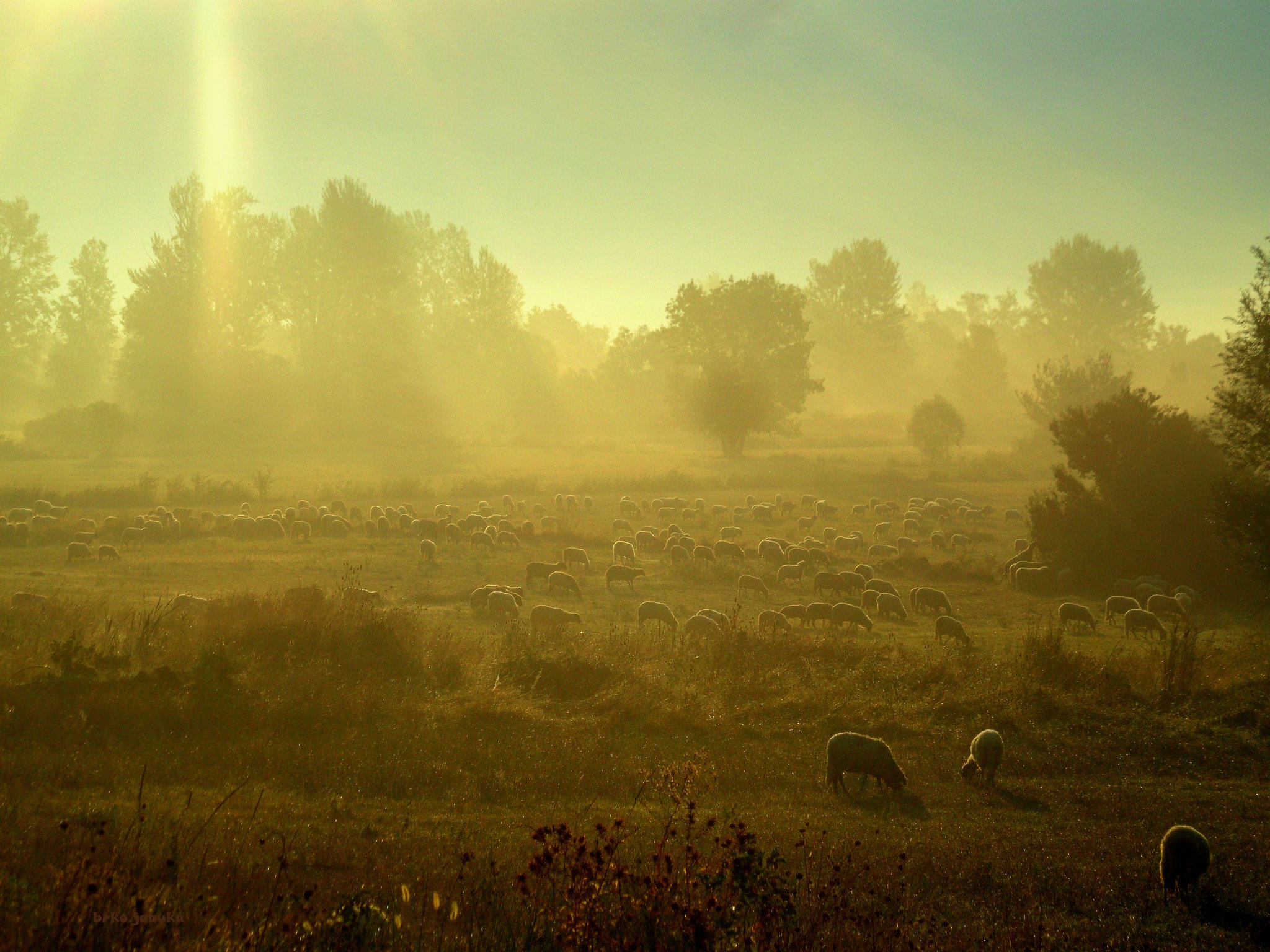 Misty morning