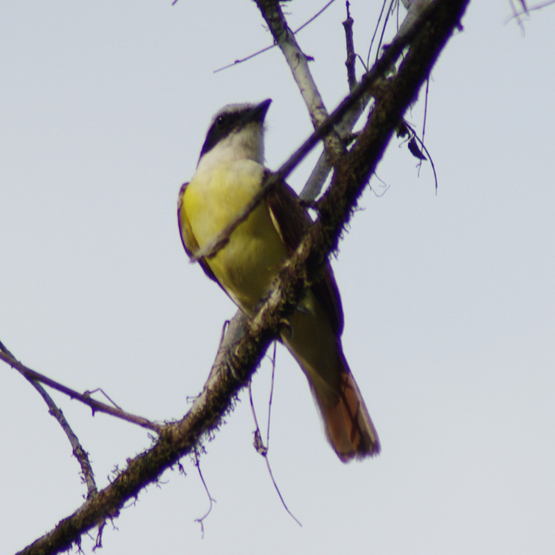 Great Kiskadee