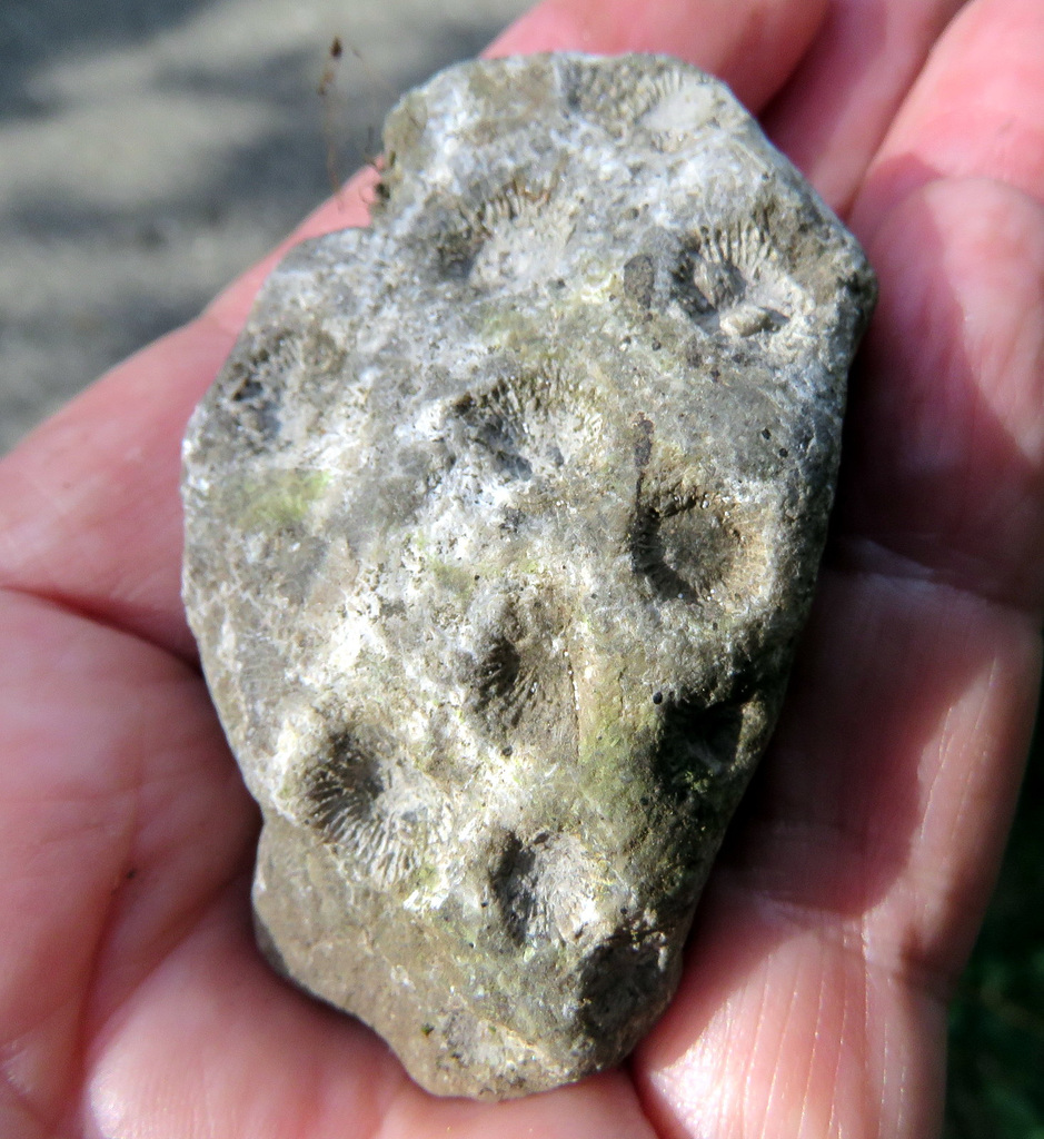 Found on the trail, the old railroad track, a piece of Petoskey stone.