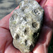 Found on the trail, the old railroad track, a piece of Petoskey stone.