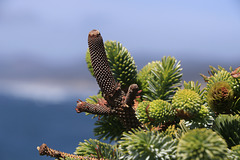 Sitka Spruce