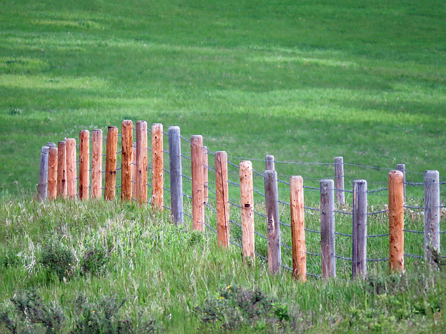 Fence line