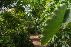 im Botanischen Garten von Genf (© Buelipix)