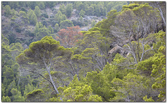 The Wonders of Mallorca: Trees of the Mediterranean