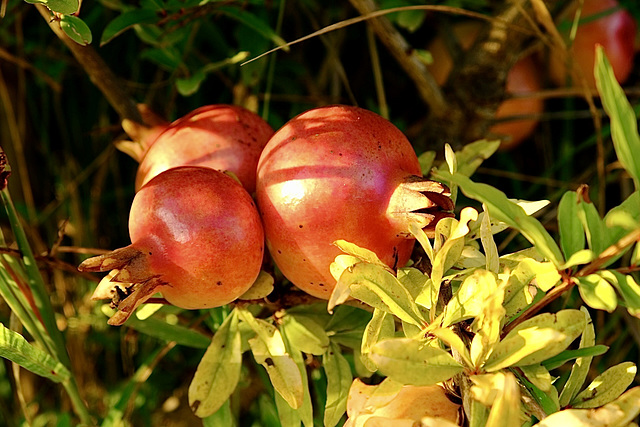 Granatapfel am Wegrand in Slowenien