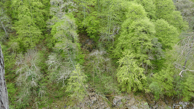 Views along the edge of the River Findhorn from the Sluie Walks' Loops on the Earl of Moray's Estate.