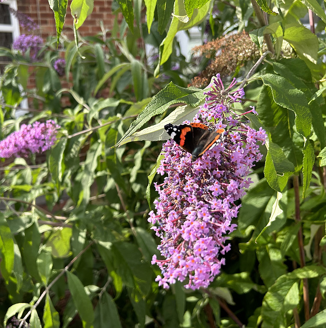 Red Admiral on Buddleia