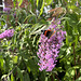 Red Admiral on Buddleia