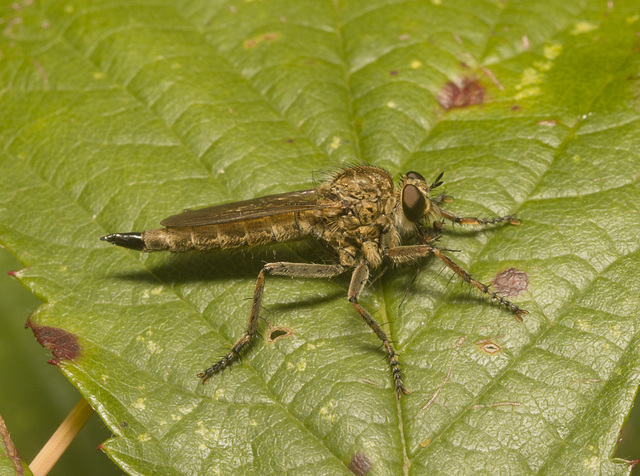 IMG 0912 Robber Fly-3