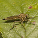 IMG 0912 Robber Fly-3