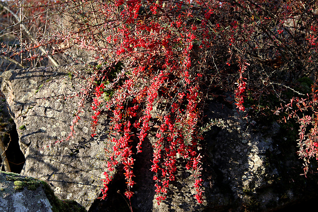 Rotleuchtendes im Winter