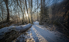 Heute komme ich in meinen 1.kleineren Wald :))  Today I come to my first small forest :)) Aujourd'hui j'arrive dans ma première petite forêt :))