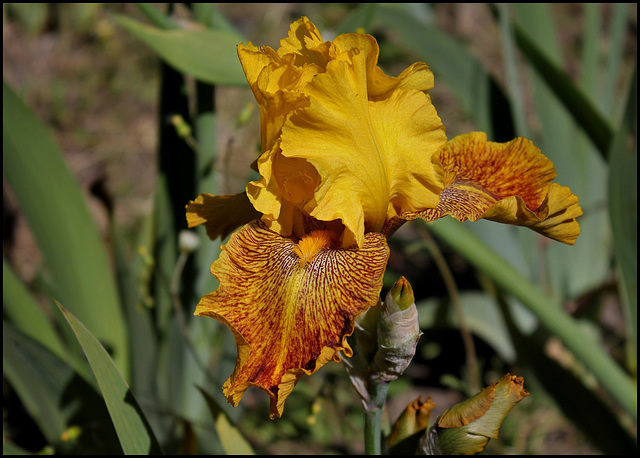 Iris Ruée vers l'Or