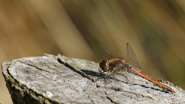 Sympetrum sympa :-)