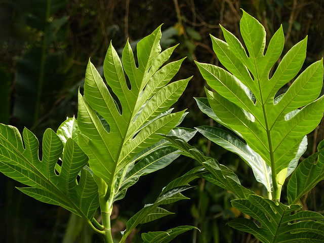 Breadfruit leaves / Artocarpus altilis, Trinidad, Day 5