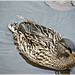 Canard Colvert femelle à l'étang du Mont-Dol (35)