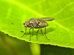 Fly IMG_0984