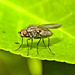 Fly IMG_0984