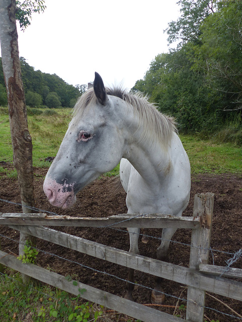 Somewhere in a Field in Hampshire - 23 August 2020