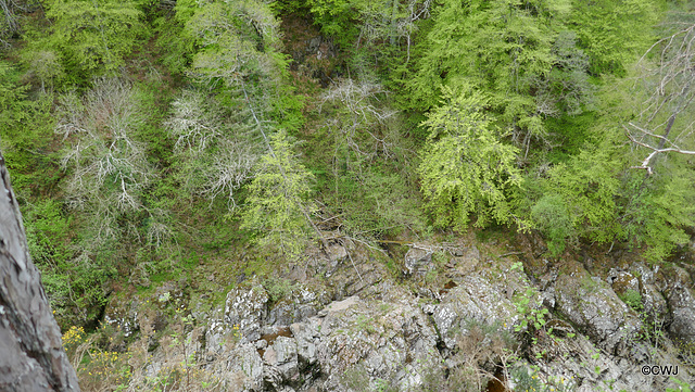 Views along the edge of the River Findhorn from the Sluie Walks' Loops on the Earl of Moray's Estate.