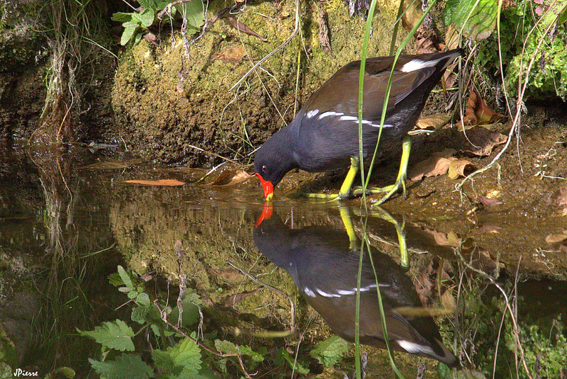 Miroir poule d'eau