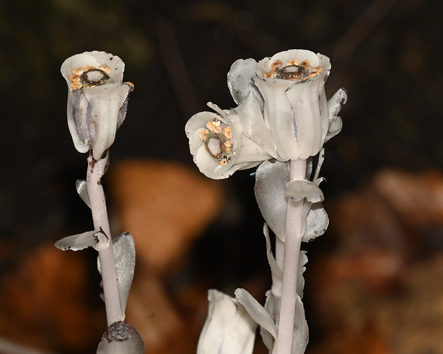 Ghost plant DSC 9773