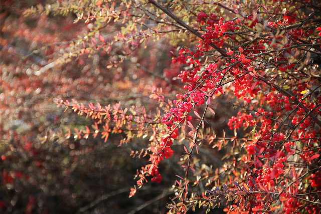 Rotleuchtendes im Winter