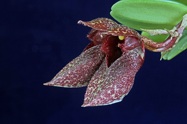 Cirrhopetalum frostii