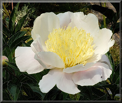 Paeonia