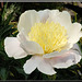 Paeonia