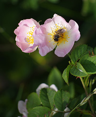 la flore et la faune de l'étang du petit Chabodière - Ain