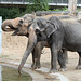 Shanti und Rani (Zoo Karlsruhe)