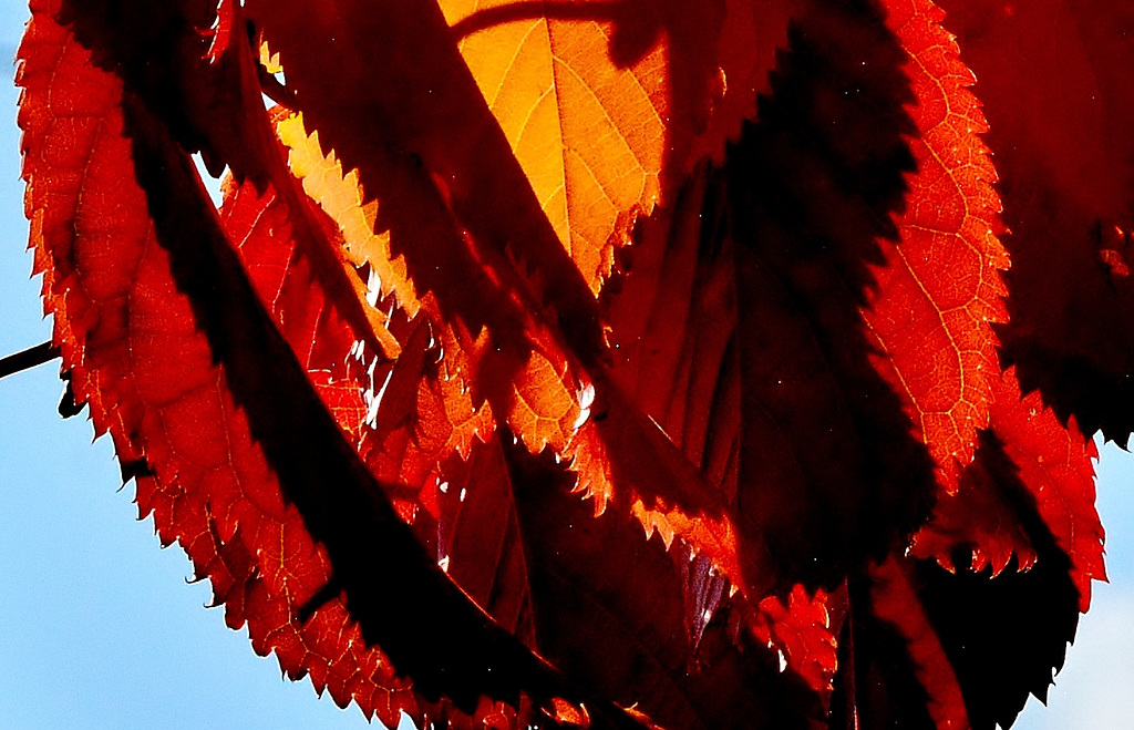 DSC 0031