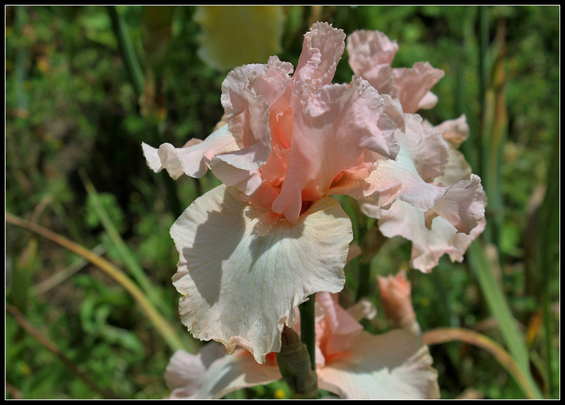 Beverly Sills  (6)