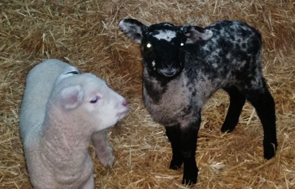 lamb feeding time