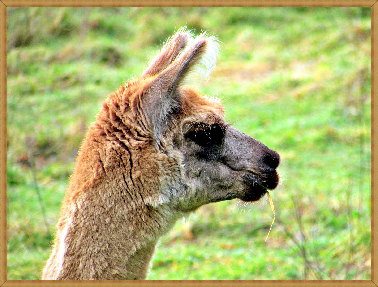 Alpaca.